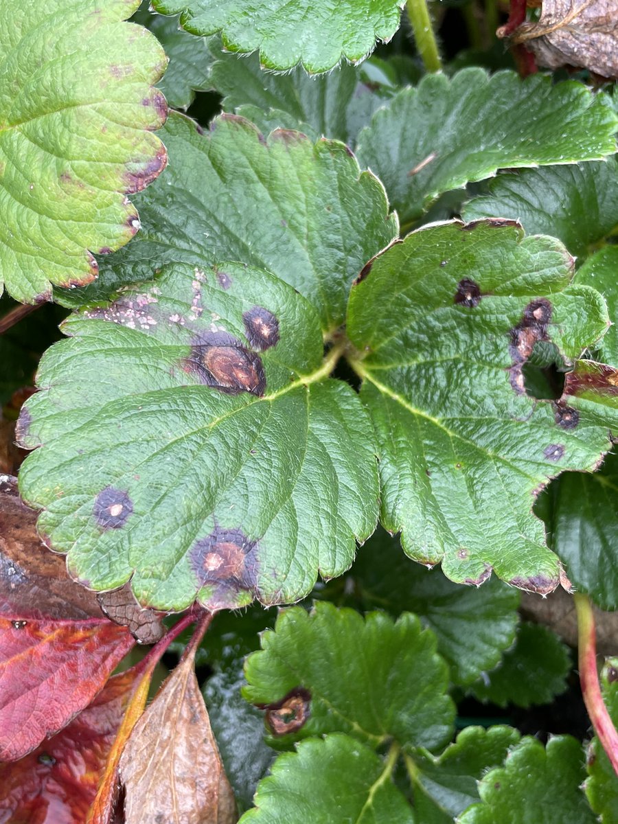 Phomopsis leaf blight; common fungal disease of strawberry. Pathogen can infect leaves early in season, but symptoms most apparent on older leaves near/after harvest. Often seen on home garden organic-grown strawberries where fungicides are rarely used #Strawberry #Plantdisease