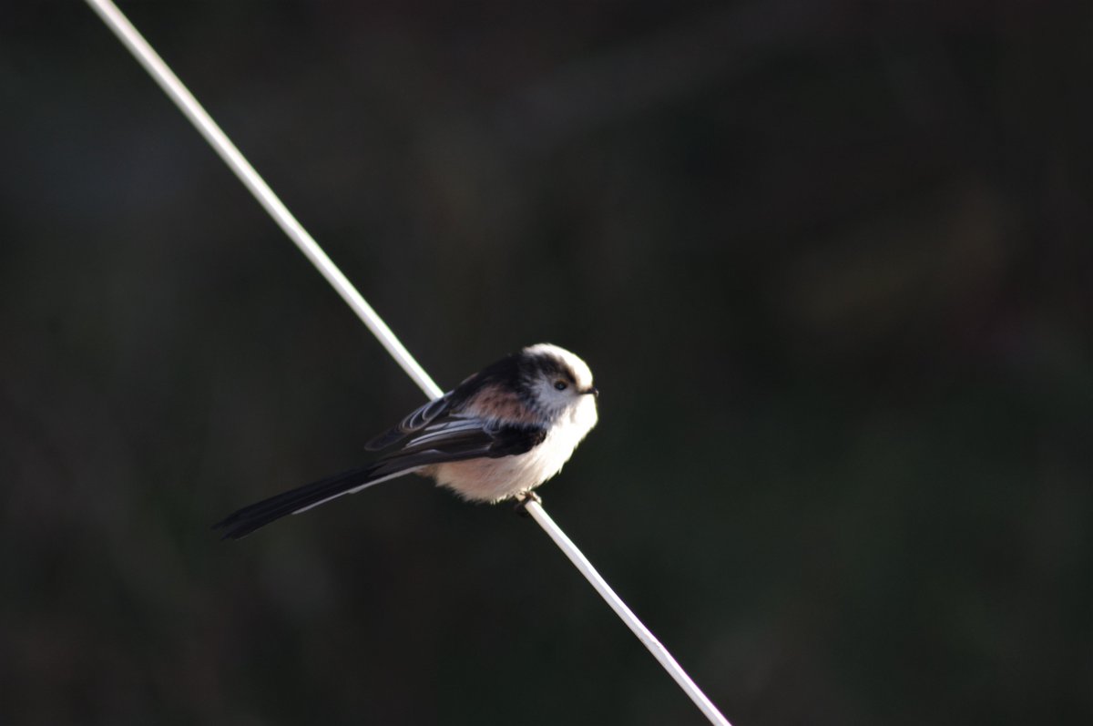 When you open your bathroom window &amp; there's a Long Tailed Tit sitting on the washing line totally unmoved. #birds #naturelovers #twitterbirdphotography #birding #UKbirdwatching #birdwatch #naturephotographer #birdphotography