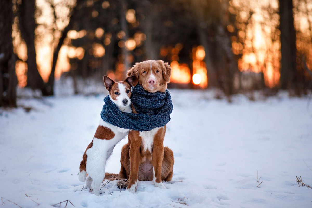 HuffHuffHuff2's tweet photo. How to introduce a nervous dog to other dogs:
- Let your dogs sniff each other 
- Give positive reinforcement 
- Stay calm 
- Take them on walks together 
- Know your dogs body language  

#pets #nervouspet #introducingpets #happydog #bestfriends #pet https://t.co/Mr0F0JDDo8