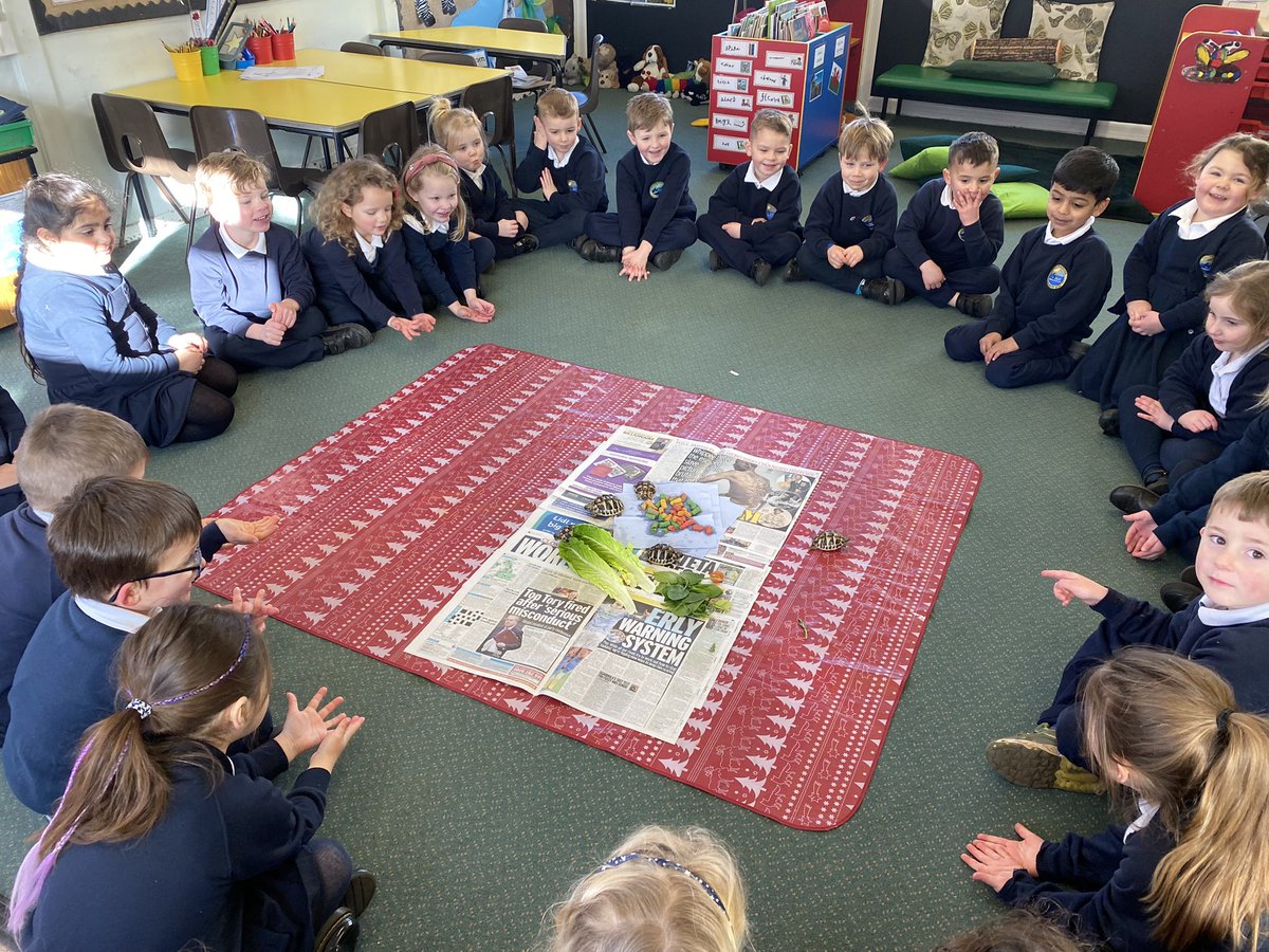 SullyPS's tweet photo. Reception have 5 little visitors this week in the classroom 🐢🐢🐢🐢🐢 We will be helping to look after the tortoises while learning all about them #LAReception #SPScurious https://t.co/d9rh5D1Ijc