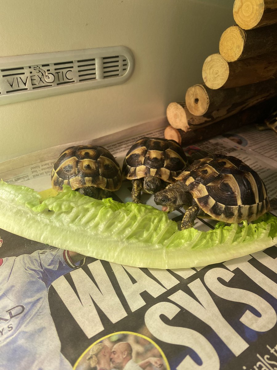 SullyPS's tweet photo. Reception have 5 little visitors this week in the classroom 🐢🐢🐢🐢🐢 We will be helping to look after the tortoises while learning all about them #LAReception #SPScurious https://t.co/d9rh5D1Ijc