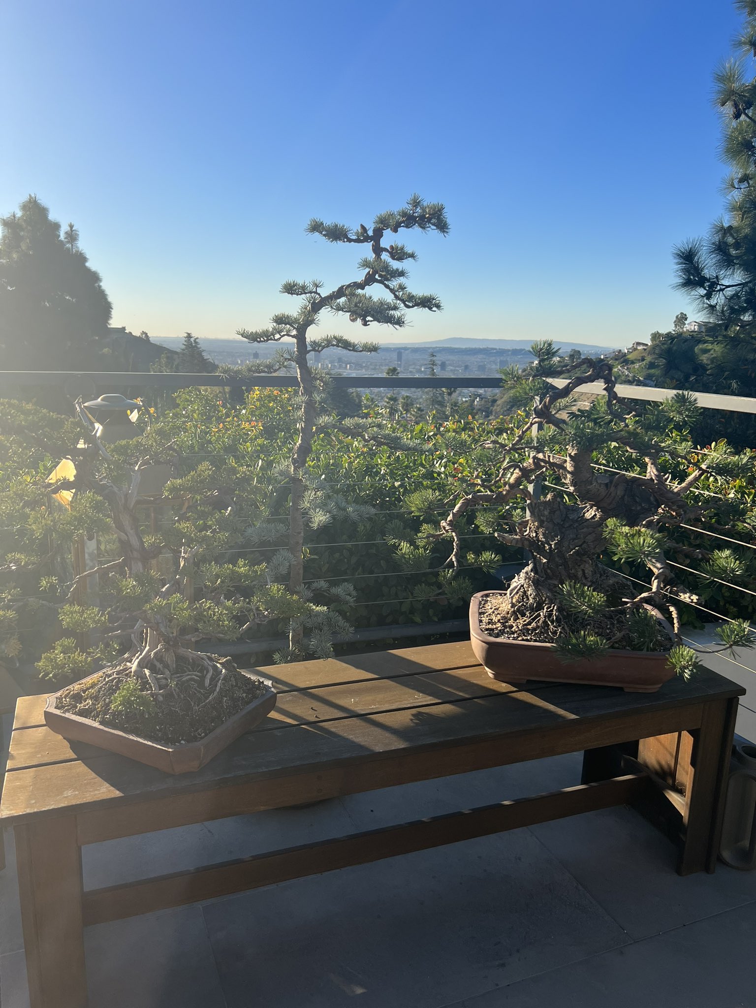 John Fio on Twitter "Don’t get a dog. Get a bonsai tree. These trees