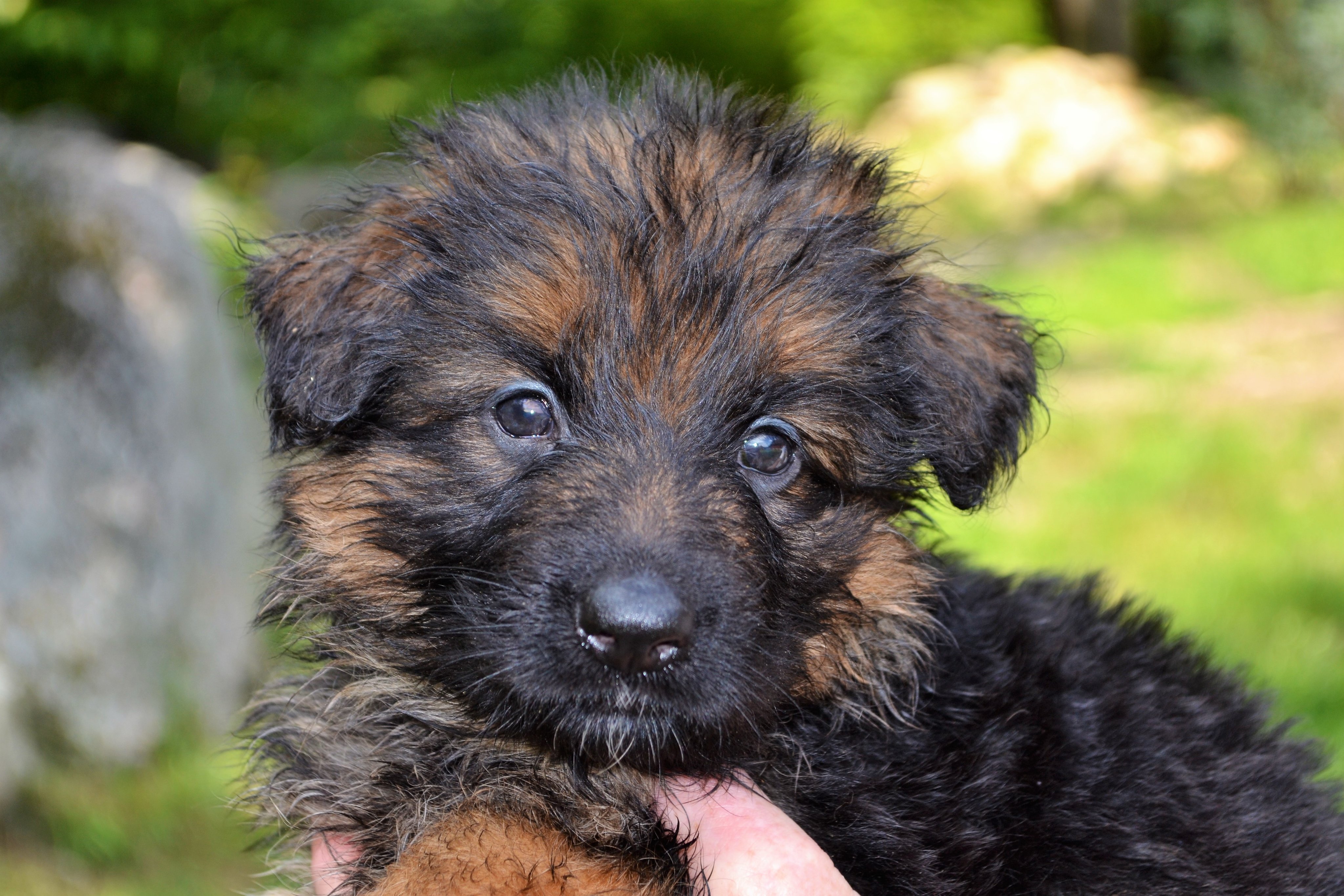 StormCloud Shepherds StormCloudSheph X