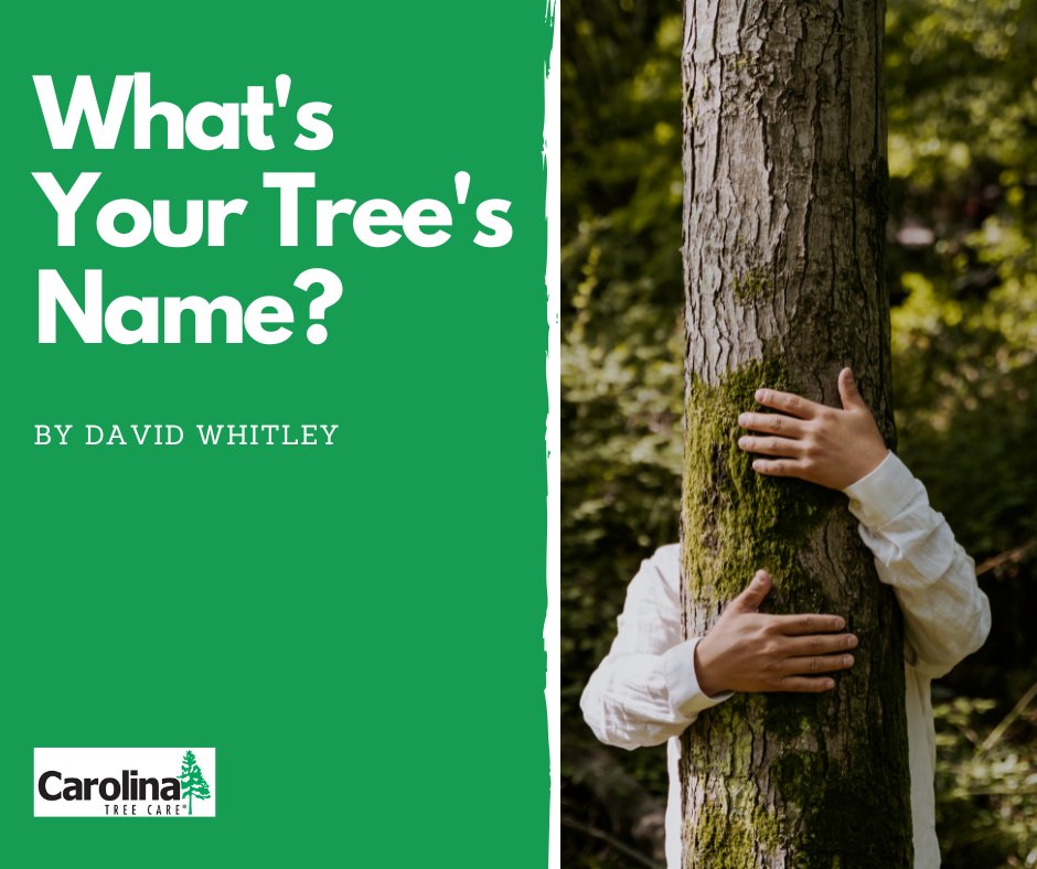 Do you name your trees? Certified Arborist David Whitley ended up naming the tree he nursed back to good health. Ready about his experience with tree naming in our latest blog post: hubs.li/Q01zFHBv0

#treecare #treehealth