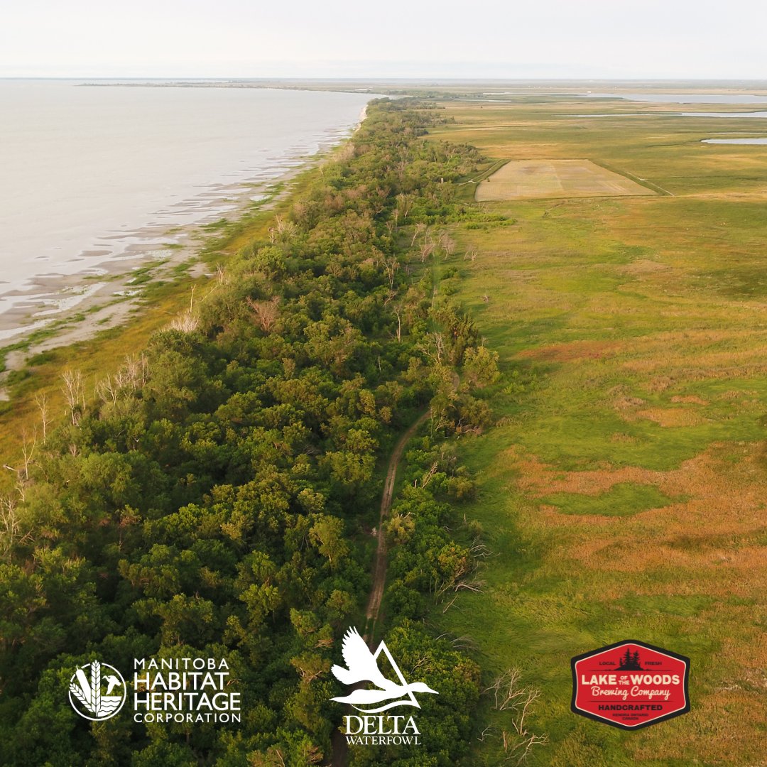 MBHabitat's tweet photo. In the mood for a different kind of beer? How about one made with wild hops from Manitoba's Delta Marsh? It will be available for purchase on Feb. 17 at @lowbrewcomb. Check out https://t.co/2aOR94ufpJ for more info! #ForWetlands #GenerationRestoration #HomegrownConservation https://t.co/ikBgnjeVxU