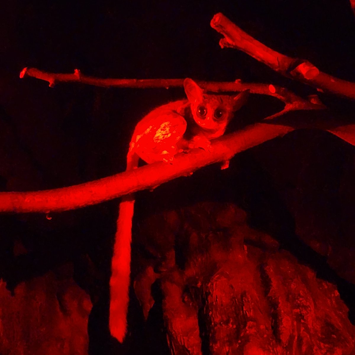 primatweeps's tweet photo. Here is our adorable mystery mammal (📷Zachary Throckmorton)! We have two views, in black-and-white, and in red! Do you think this is a #PrimateOrNot?! Vote below in the two polls! #Primatology #SciComm https://t.co/YUy2QtHIZP