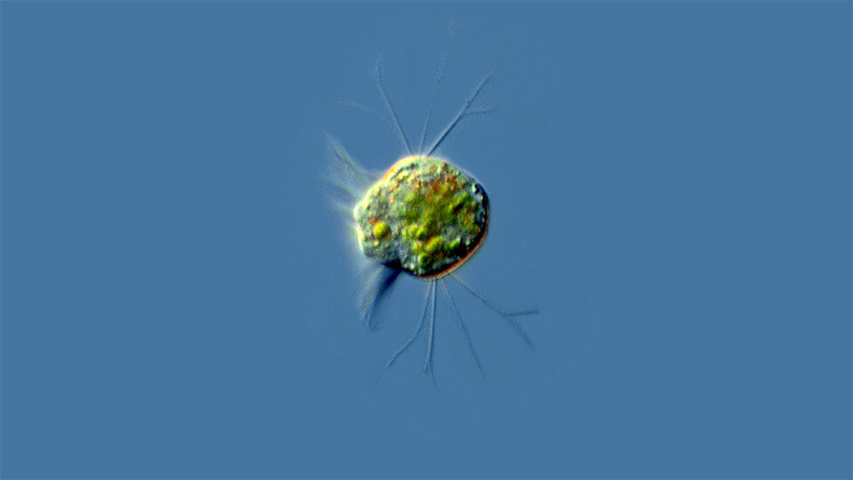 HOW COOL IS THIS?! Scientists have discovered the FIRST lifeform known to actually EAT VIRUSES! A “virovore” is a microscopic organism known to actively feed on viruses. Halteria, a single-celled protozoan that EATS chloroviruses, has officially just been crowned the first! 🦠