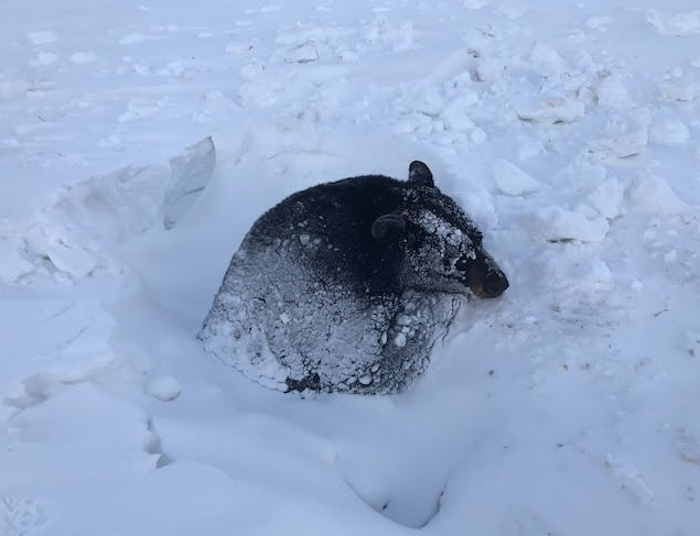 MarthaWeaverMN's tweet photo. Why MN is best. "Some people who first came across the bear tried to dig it out and served it food. The passersby offered the bear six Pop Tarts, a head of lettuce, a dead sucker minnow, wet cat food, bird seed and Swedish fish candy." #swedishfish #suckerminnow 
Cred: Strib https://t.co/sWXuoNv5ER