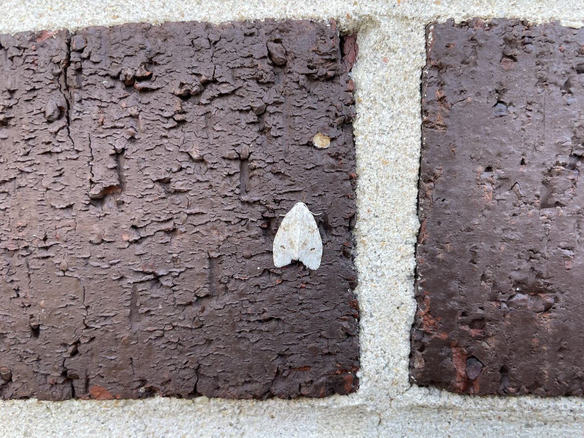 This tweet is brought to you by natural selection 🦋😬