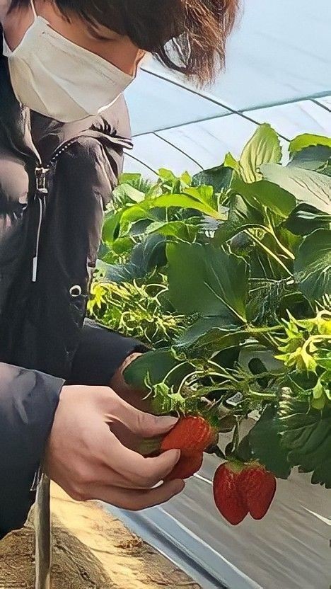 Meus moranguinhos estão tão lindos! Não vejo a hora de fazer receitas com eles.