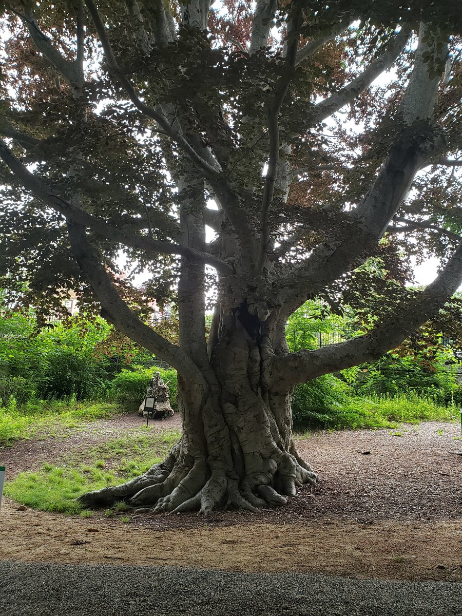 Scroll and scroll and love every one. All trees are on their #thicktrunktuesday journey. #HighfieldGardens #FalmouthMA