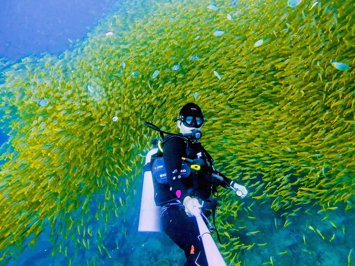 AlstonZhan's tweet photo. Diving with Yellow Goatfish #phuket #diving https://t.co/H7j9mIS83F