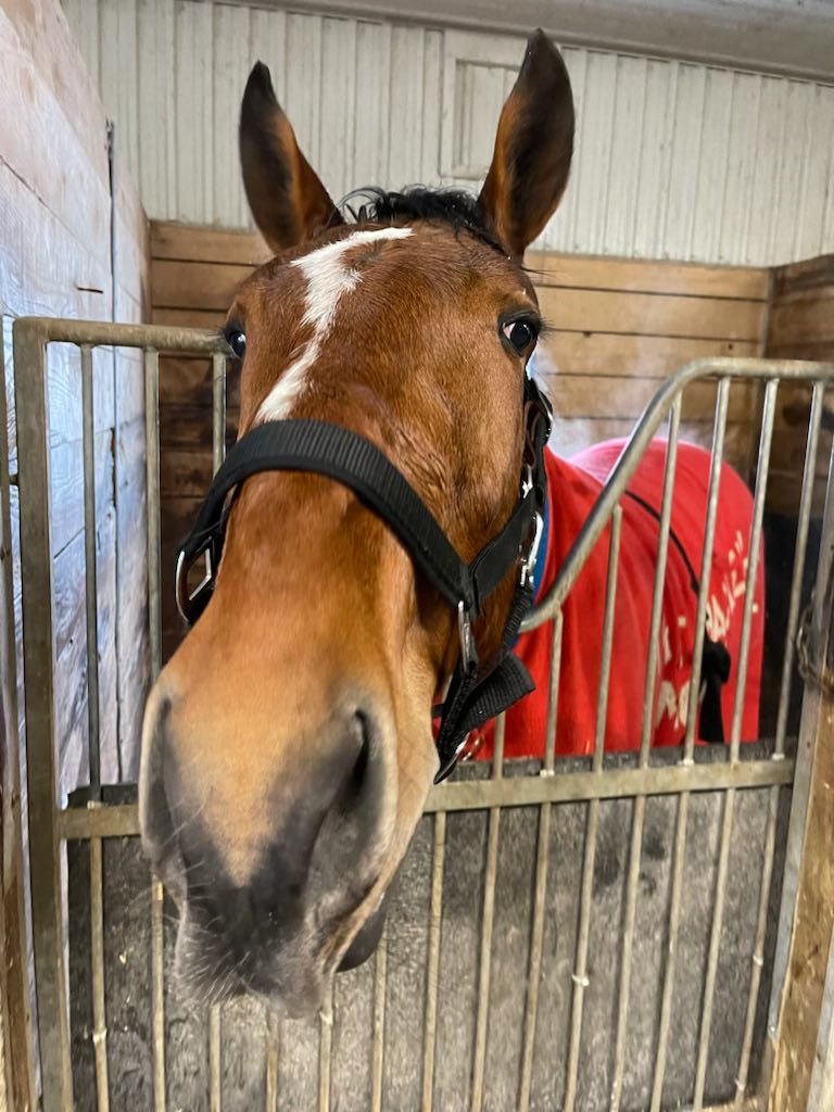 LusiAndAlbert's tweet photo. Happy Tuesday from some of our boys at Classy Lane. #herdfamily #horselover #Standardbredsrock #homebreds #MagicalAlbert #MagicalArthur #MagicalAoine #Thebountyofillusionist https://t.co/6tpgSZasRS