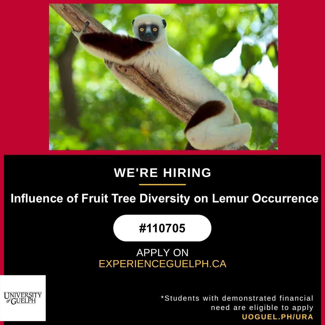 KeriannMcGoogan's tweet image. Know any @uofg undergrads? How would they like to study #lemurs this summer? Share this opportunity to work with @Travis_Steffens
