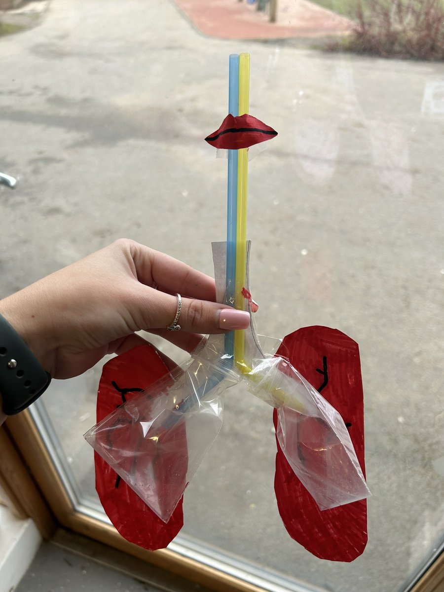 miss_clelland's tweet photo. Today in Primary 5 we made a model of the respiratory system. We have been learning the different parts and their functions🫁 Everyone’s models turned out amazing and we all had fun making them! https://t.co/puFC1p8NAD