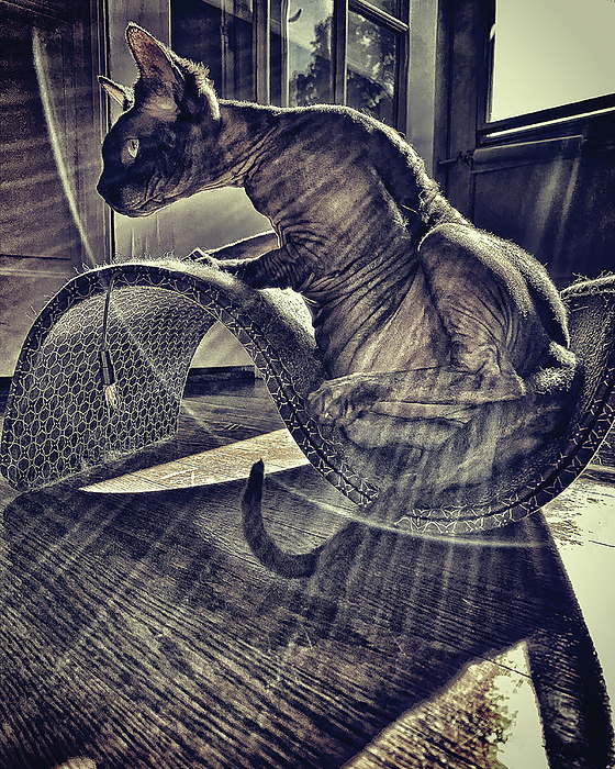 JoePanella's tweet photo. New artwork for sale! - "Sphynx in Sunlight" - https://t.co/ZfSMgBZPUI @shoppixels https://t.co/RFPlLxcyxj