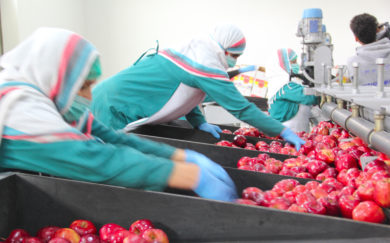 Roots of Peace tweet media