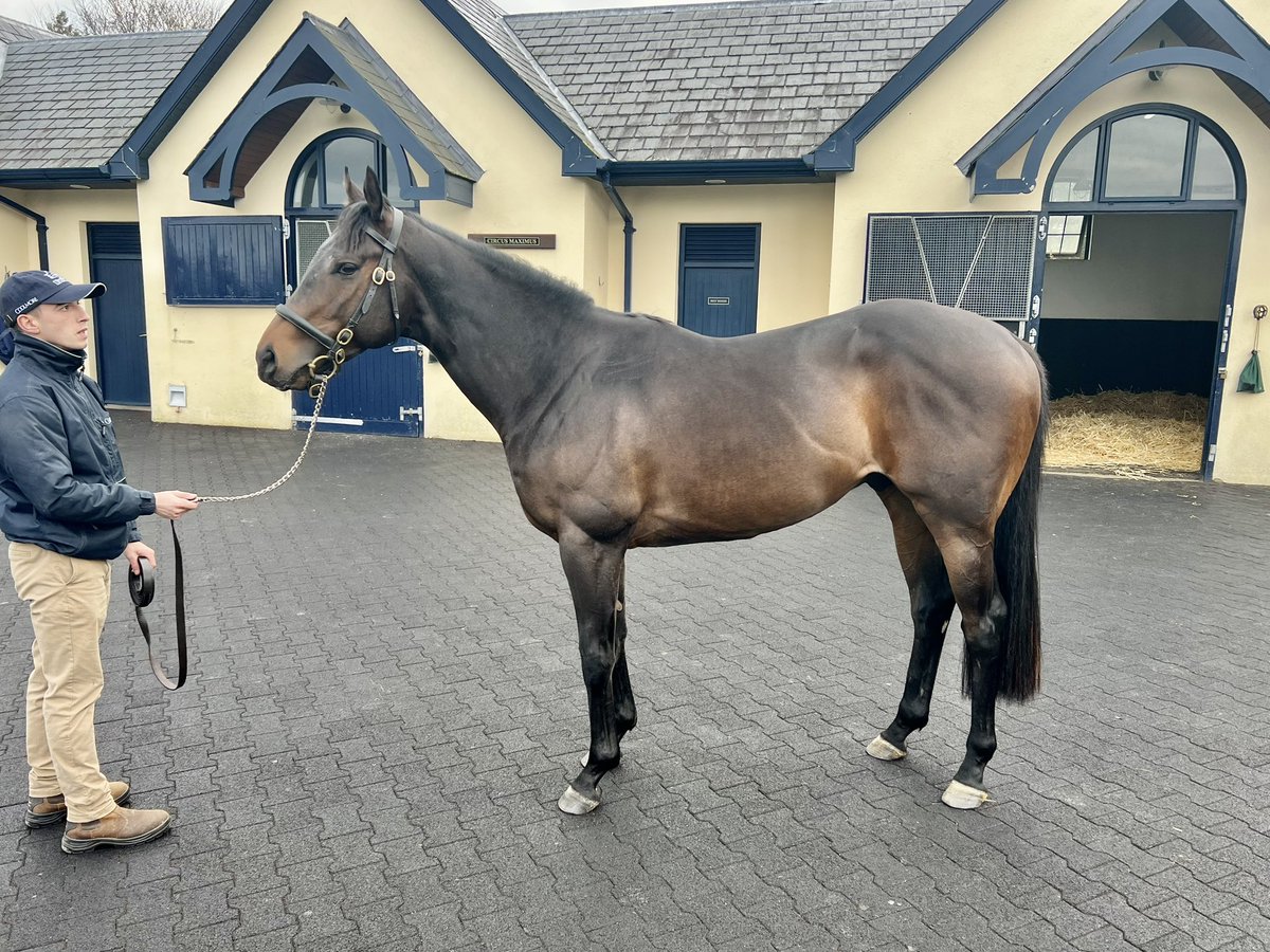 Taxi4Horses's tweet photo. @Dawnesme Saw him today
#whatamachine https://t.co/1oED0BYNtR