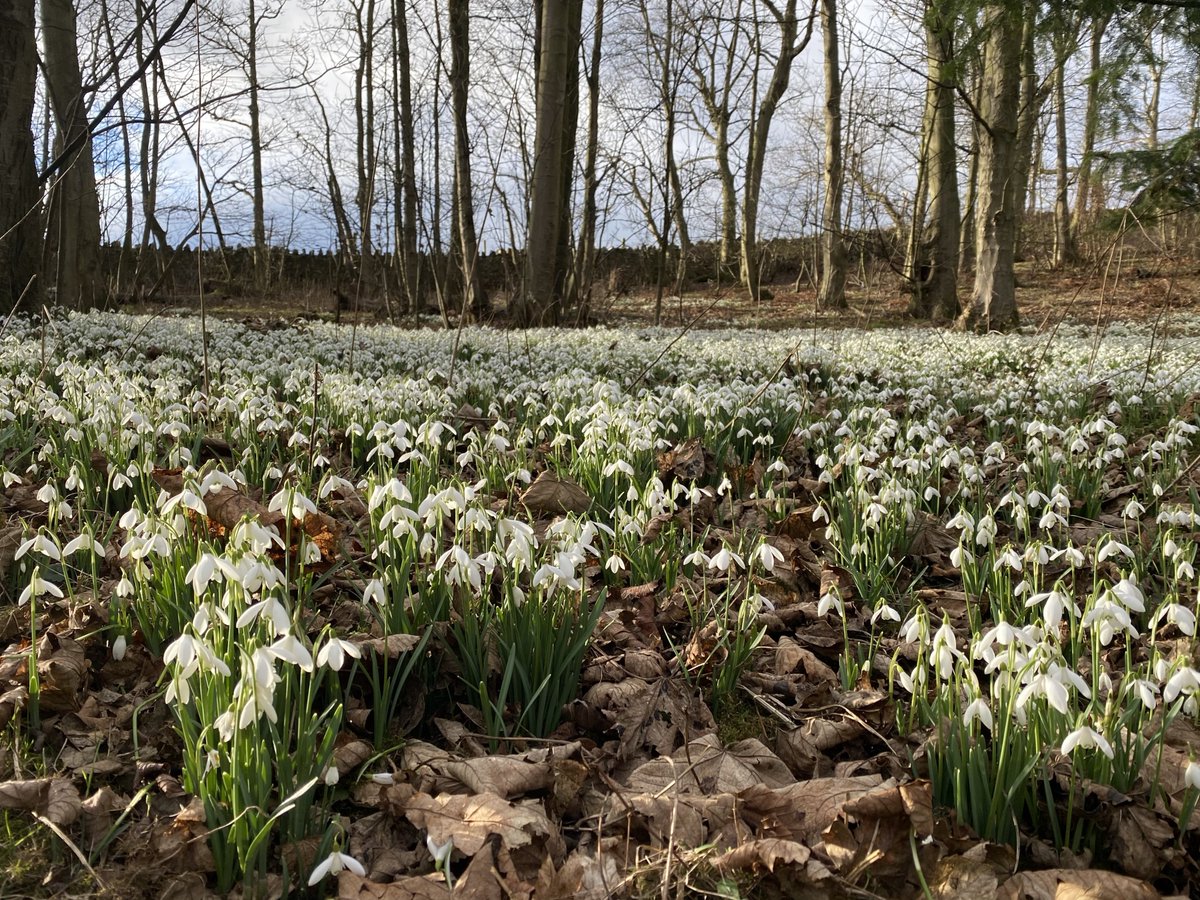 Snowdrops 🤍
