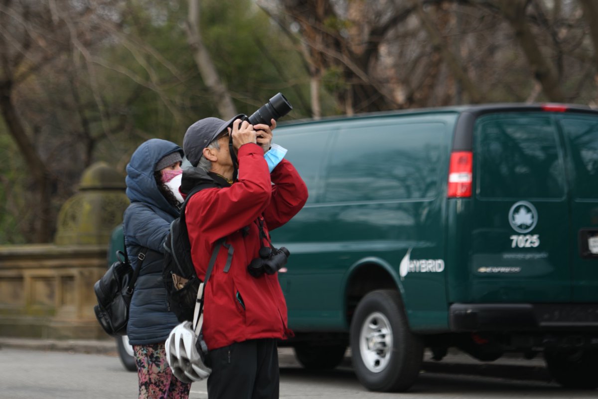 BPolatseck's tweet photo. The Flaco fan base. 

An intrigued and increasingly worried crowd is growing west of the Central Park Zoo, glancing up to the tree where Flaco has been hanging out as we enter day five since the Eurasian-eagle owl escaped his sanctuary at the zoo. https://t.co/riBIlU1seM