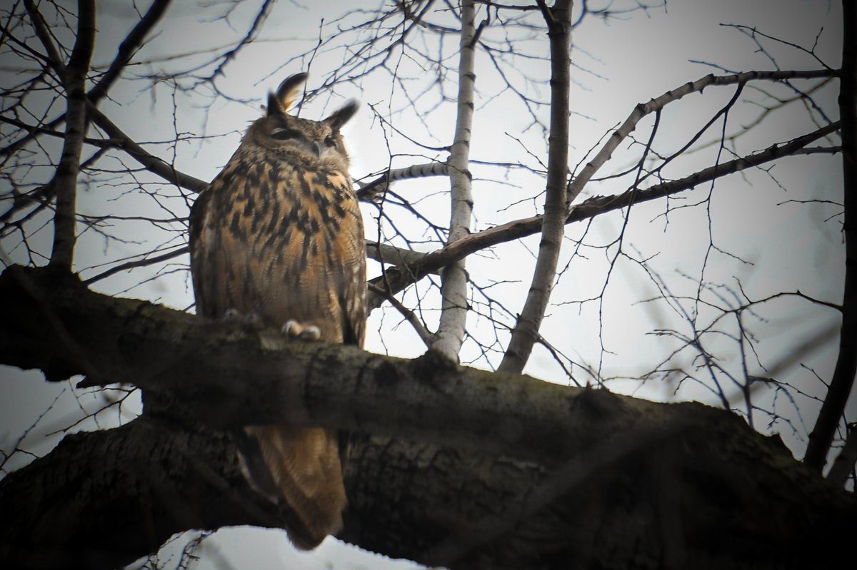 BPolatseck's tweet photo. The Flaco fan base. 

An intrigued and increasingly worried crowd is growing west of the Central Park Zoo, glancing up to the tree where Flaco has been hanging out as we enter day five since the Eurasian-eagle owl escaped his sanctuary at the zoo. https://t.co/riBIlU1seM