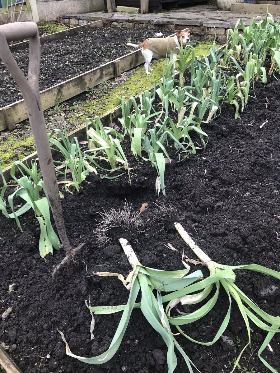 I dig the last of the Musselburgh leeks    up now before they go slimy & snotty. I wash peel,slice and freeze them to use throughout the spring when there’s no onions left. Can’t be wasting ‘owt. #allotment #growyourown #food #frugalliving #GardeningTwitter #savemoney