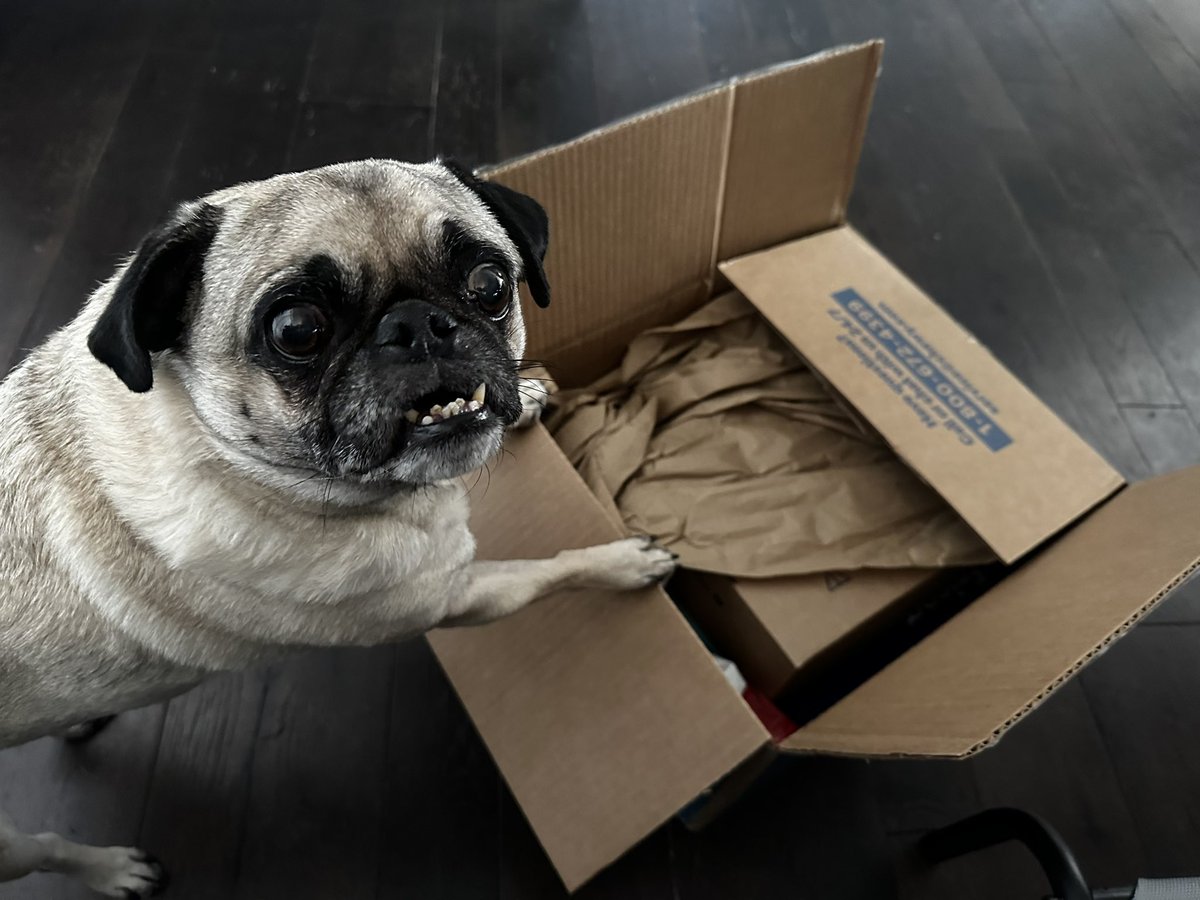 This is Tudou. He thinks every package we get is for him. This time, it is! #chewydelivery @Chewy