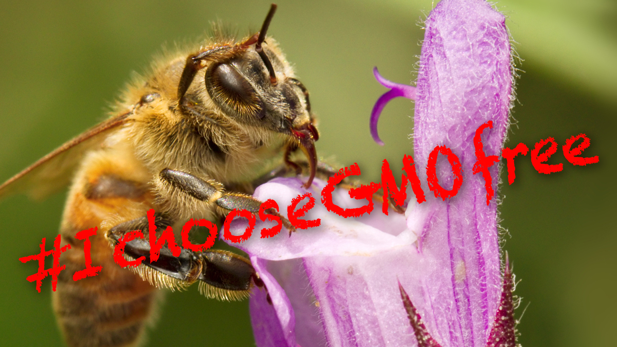 »Mit unserem Essen spielt man nicht!🐝👨‍🌾«

Über vierhunderttausend EU-Bürger:innen fordern in einer Petition, die heute der EU-Kommission übergeben wurde, Kennzeichnungspflicht &amp; strenge Risikoprüfung für neue #Gentechnik beizubehalten.
 #IChooseGMOfree
aurelia-stiftung.de/2022/12/08/hun…