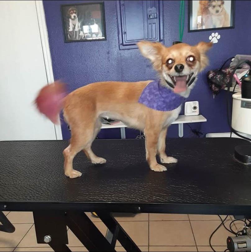 VanityPaws's tweet photo. We stand proud as an industry leader for Puppy Grooming services in the Alamo area. Give us a call or come by our location at 111 N 7th St Suite E today! #PuppyGrooming https://t.co/arGHJc1F16 https://t.co/lhMzfYOL9y
