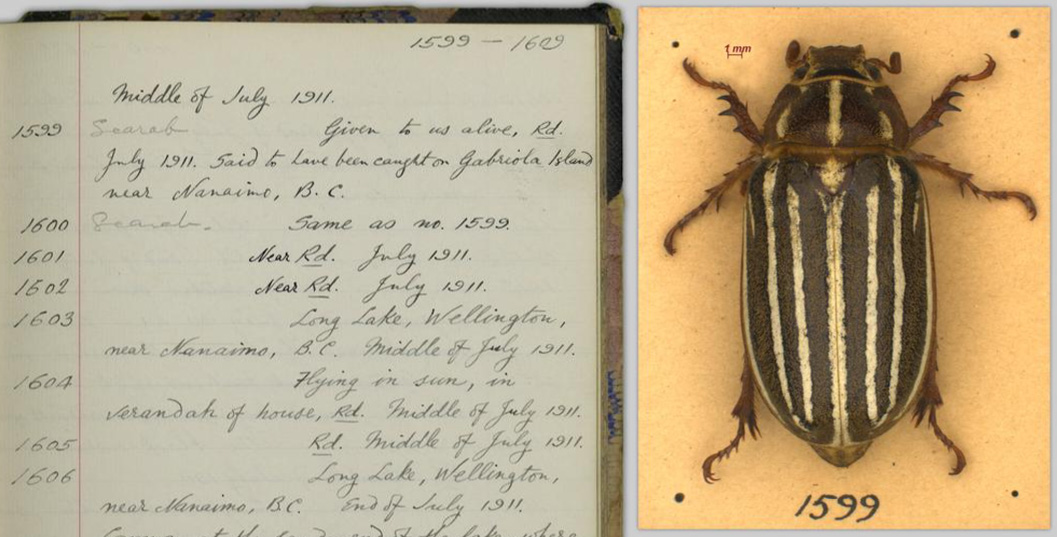 DigitizeUBC's tweet photo. Check out our latest blog post: "The Field Notebooks of H. G. Hook": https://t.co/cIxBbDBW49
@ZoologyUBC @beatymuseum #fieldnotebook #fieldnotes https://t.co/L0dBTBK3pb