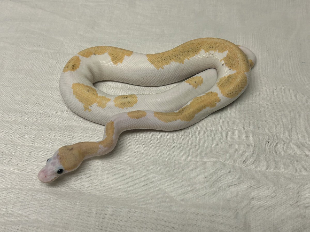 Wreckingpythons's tweet image. This is one project I am excited about. First is a Super Sulfur male second is a Super Fire female. Sulfur & fire are allelic in the black eyed lucistic complex. Anything they are paired with separately will be sulfur or fire but together the entire clutch will be sulfur fire.