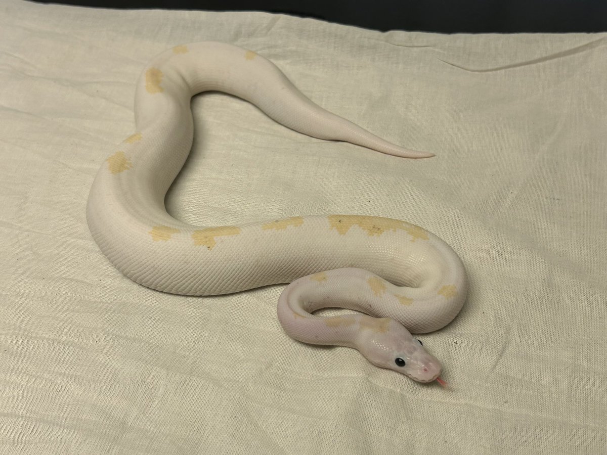 Wreckingpythons's tweet image. This is one project I am excited about. First is a Super Sulfur male second is a Super Fire female. Sulfur & fire are allelic in the black eyed lucistic complex. Anything they are paired with separately will be sulfur or fire but together the entire clutch will be sulfur fire.