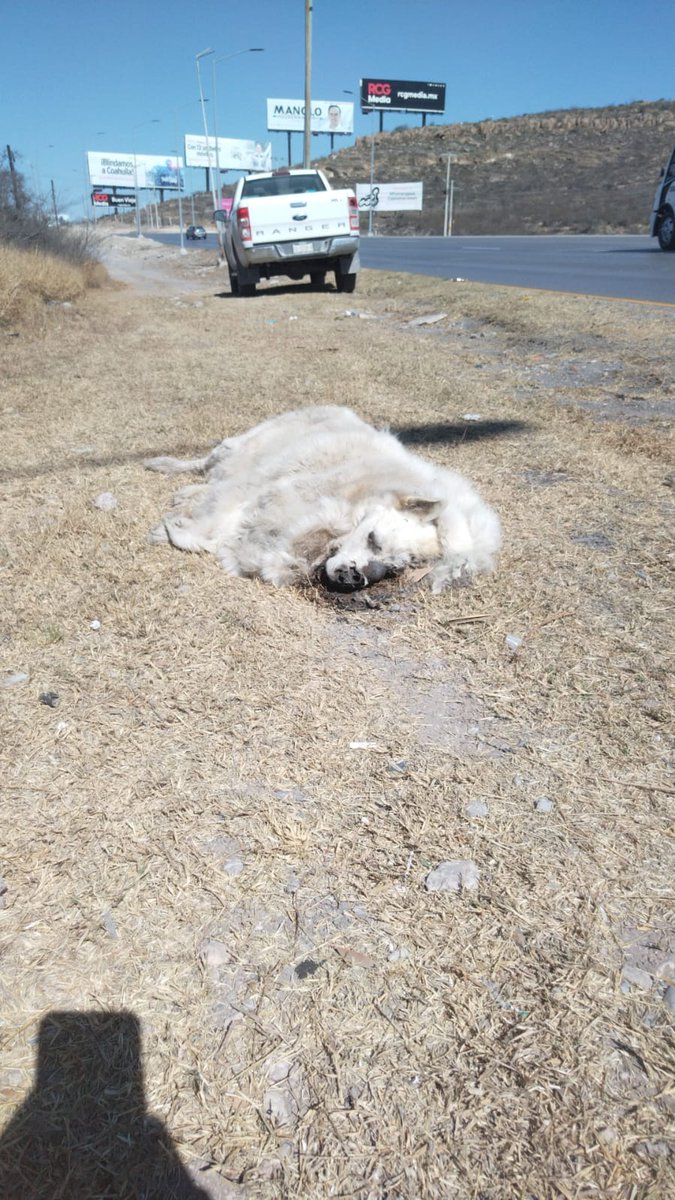 PROPAEC's tweet photo. Personal adscrito a esta dependencia localizó el cuerpo sin vida de un can con las características de Ghost, remitimos al veterinario para la necropsia e identificación. Investigación en curso. https://t.co/fLuPtY02Z7