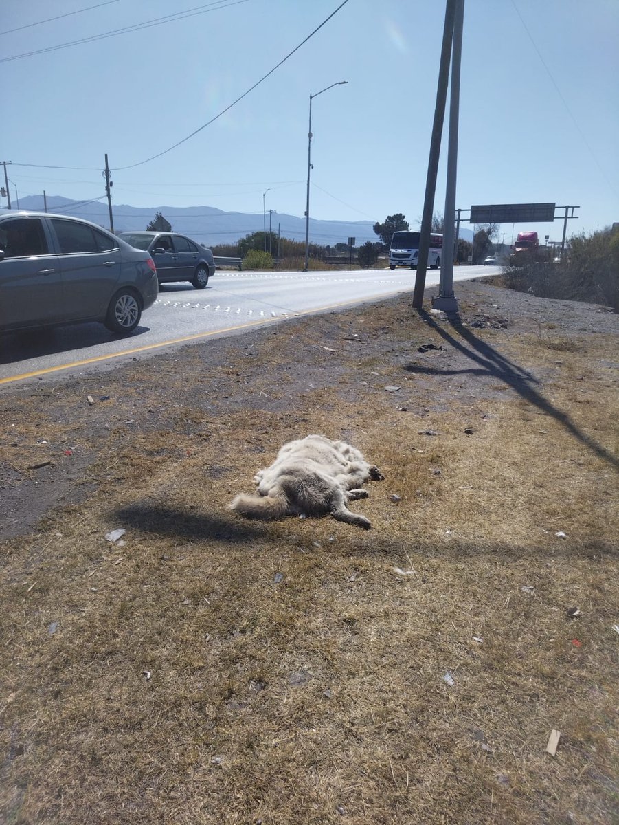 PROPAEC's tweet photo. Personal adscrito a esta dependencia localizó el cuerpo sin vida de un can con las características de Ghost, remitimos al veterinario para la necropsia e identificación. Investigación en curso. https://t.co/fLuPtY02Z7