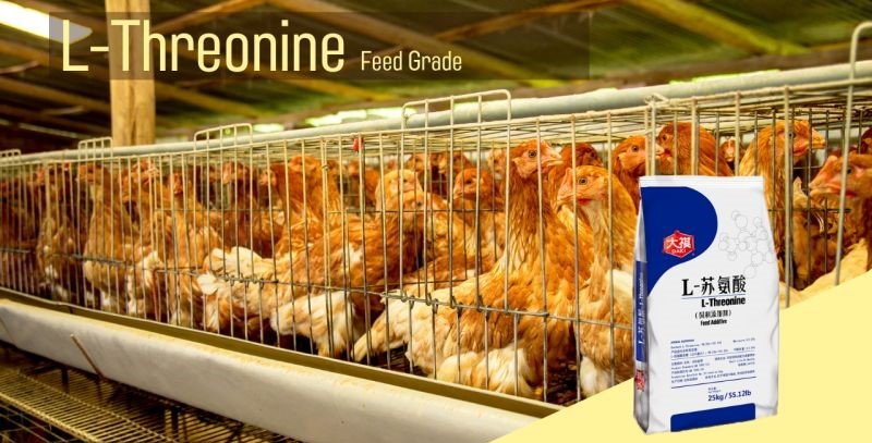 🏆😃😃😃
😊😊😊Welcome to inquire. 📩☎️ 📱
Contact Us for Bulk Orde
Whats App: +94 703 443310
Email Us on .: corporate@oryzas.lk
Facebook/Linkedin/twitter #myoryzas
#feedsupplements#oryzas#orevit#organic#supplements#broiler#bird#animals#livestock#Threonine.