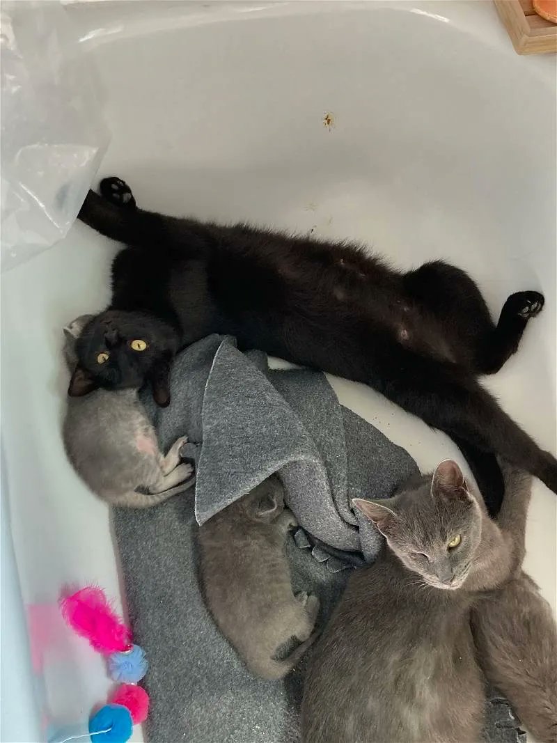 EHealyWriter on Twitter "Some good news."