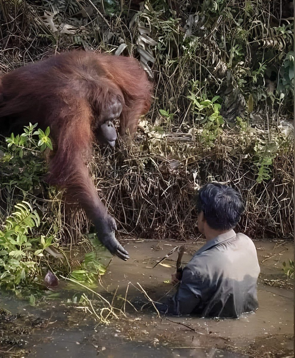El orangután creyó que el humano estaba en apuros y se acercó para ayudarlo