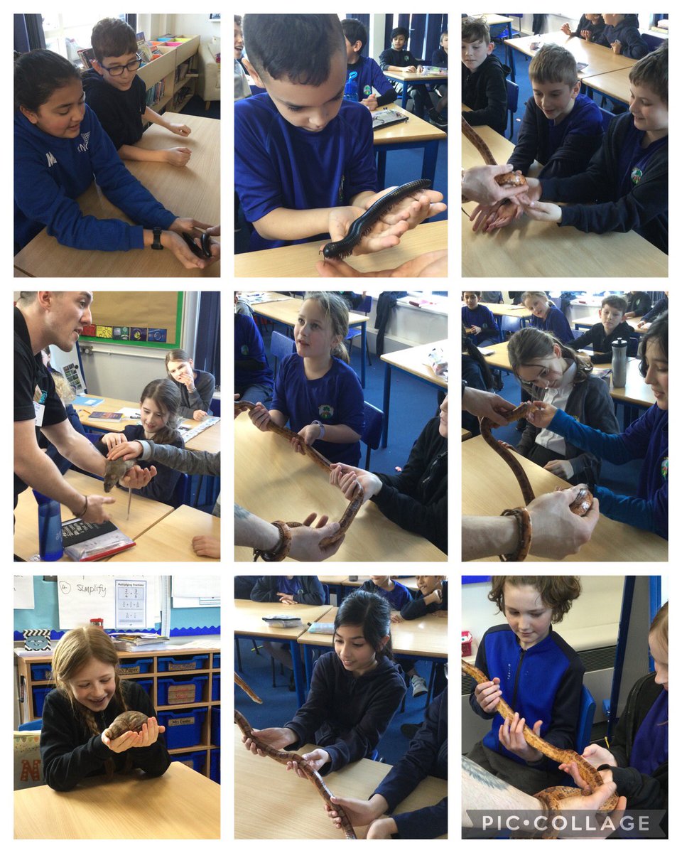 MarklandHill's tweet photo. So much awe and wonder yesterday when Sycamore met lots of amazing animals. Such a fun way to bring our Evolution and Inheritance topic learning to life! Thank you @ZooLabUK https://t.co/Uo8rnFuWsZ