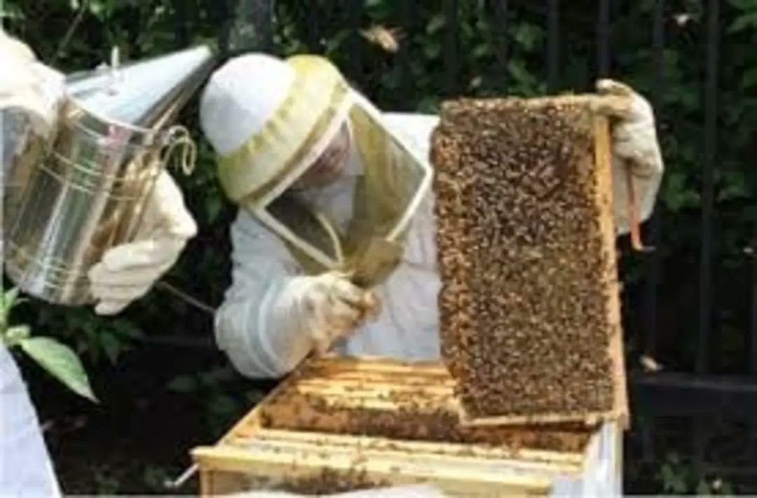 psnadulted's tweet photo. Absolutely 'buzzin' about this course..
BEE-KEEPING IS BACK!!
Join us for our 8-lesson course in Beekeeping from February 21st. 5 classes are classroom-based and 3 are practical classes at the hives.
ENROL now at https://t.co/8Gt0kmhGcY
For more INFO check https://t.co/bwmf69Crn2 https://t.co/ZbYLLpuBLv