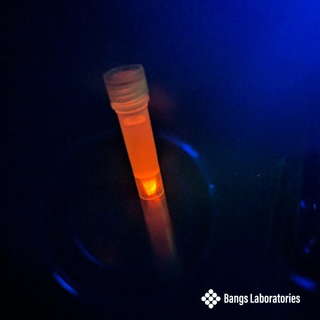 Celebrating the #fluorescent properties of #Europium chelate #nanoparticles, and their use in #diagnostics #TRF #rapidtests, like NGAL detection in urine and diagnosis of acute kidney injury bmcnephrol.biomedcentral.com/articles/10.11…  See our fluorescent microspheres: bit.ly/3N1KG2J