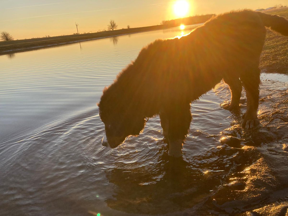 Twitter opvrolijken met onze grote #puppy