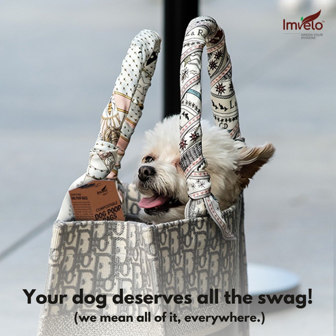 Your dog deserves all the swag!😎

#imvelo #greenyourhygiene #dogpoopbags #poopbags #dogpoop #dogsofinstagram #dogaccessories #dogleash #dogcollar #biodegradable #sgdogs #dogstagram #dogwalks #dogproducts #sustainable #ecofriendly #poop #compostable #poopbagholder