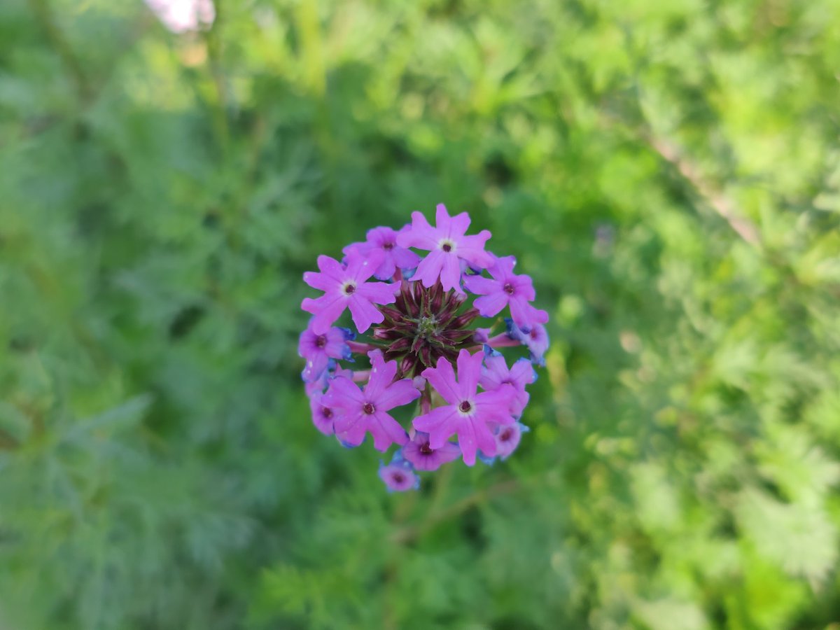 oceanblue11oct's tweet photo. Spring !
#flowers #demarfotica #daliah #spring https://t.co/a1ojaSKX7W
