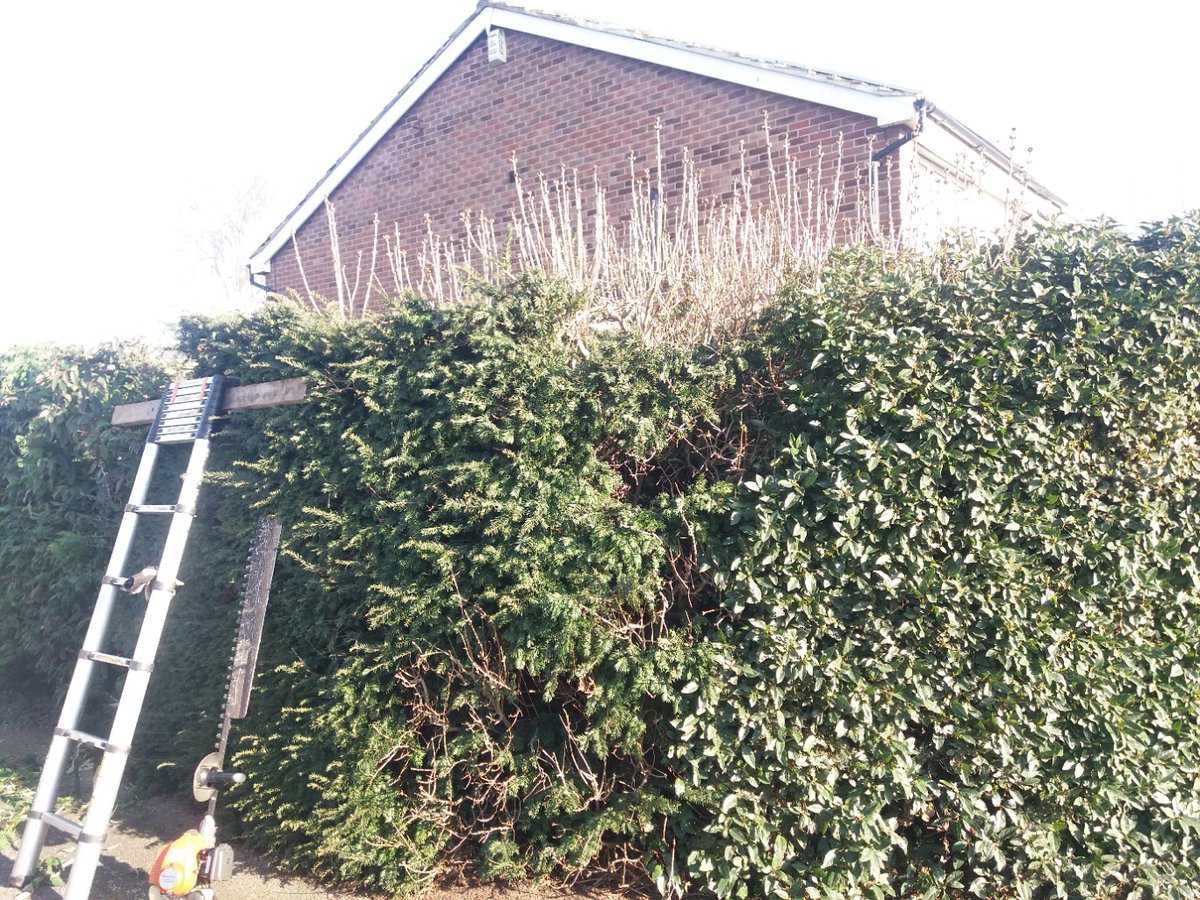 Tidy_Trees's tweet photo. We reduced this Mixed hedge a few years ago &amp; we are back today to trim the tops up to make it Tidy again, we dont have to do the sides as the tenants will see to that later. Started off a bit chilly but then was lovely and warm(ish) in the Sun. #TidyTrees #NottinghamTreeSurgeon https://t.co/XmrJ5wstN7