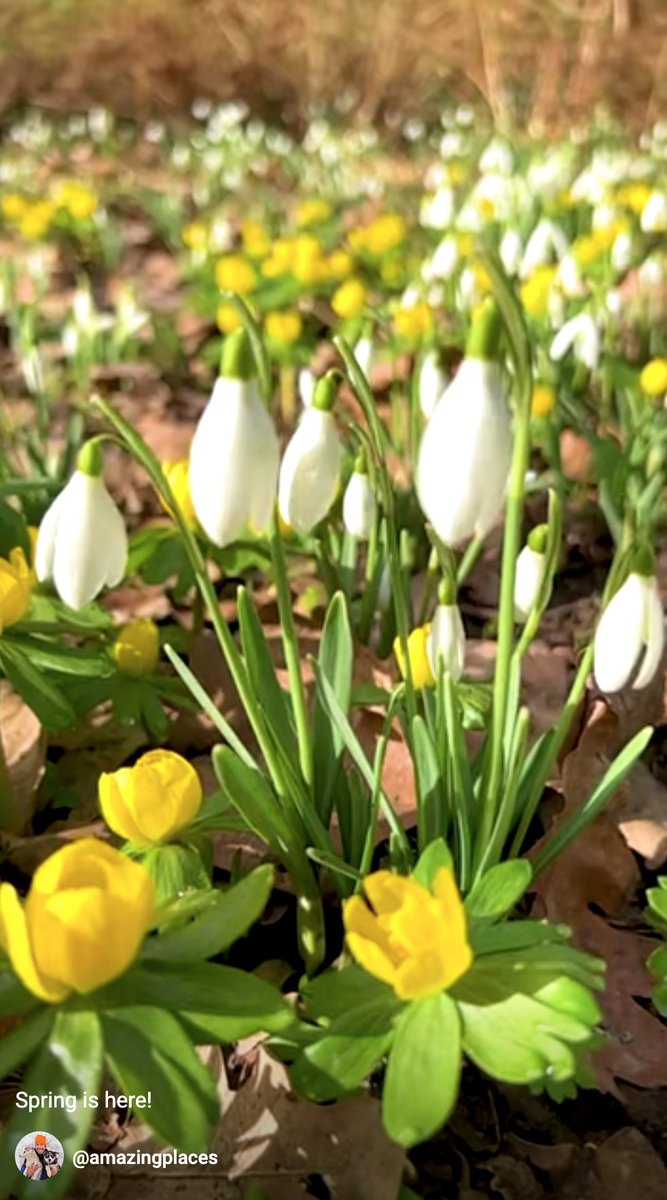 Het voorjaar is er! Ik maakte deze video in Utrecht: bit.ly/3X7dMBu