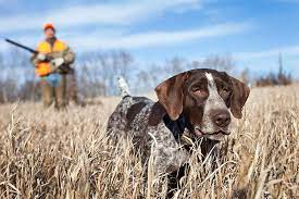 BigRecreation's tweet image. Where&apos;s your favorite place to go hunting? Let us know in the comments below! 

 #hunting #hunt #huntingwithdogs #camping #campinglife #nature #adventure #adventureawaits #adventuredog