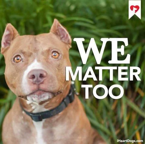 pitbullsad's tweet image. In a world where "liberty and justice for all" has lost it's meaning, can you please spare us from the hate we don't deserve? We promise to love you &amp;amp; be faithful forever. We only ask you to learn the truth before condemning us for no reason...PLEASE! #endbsl