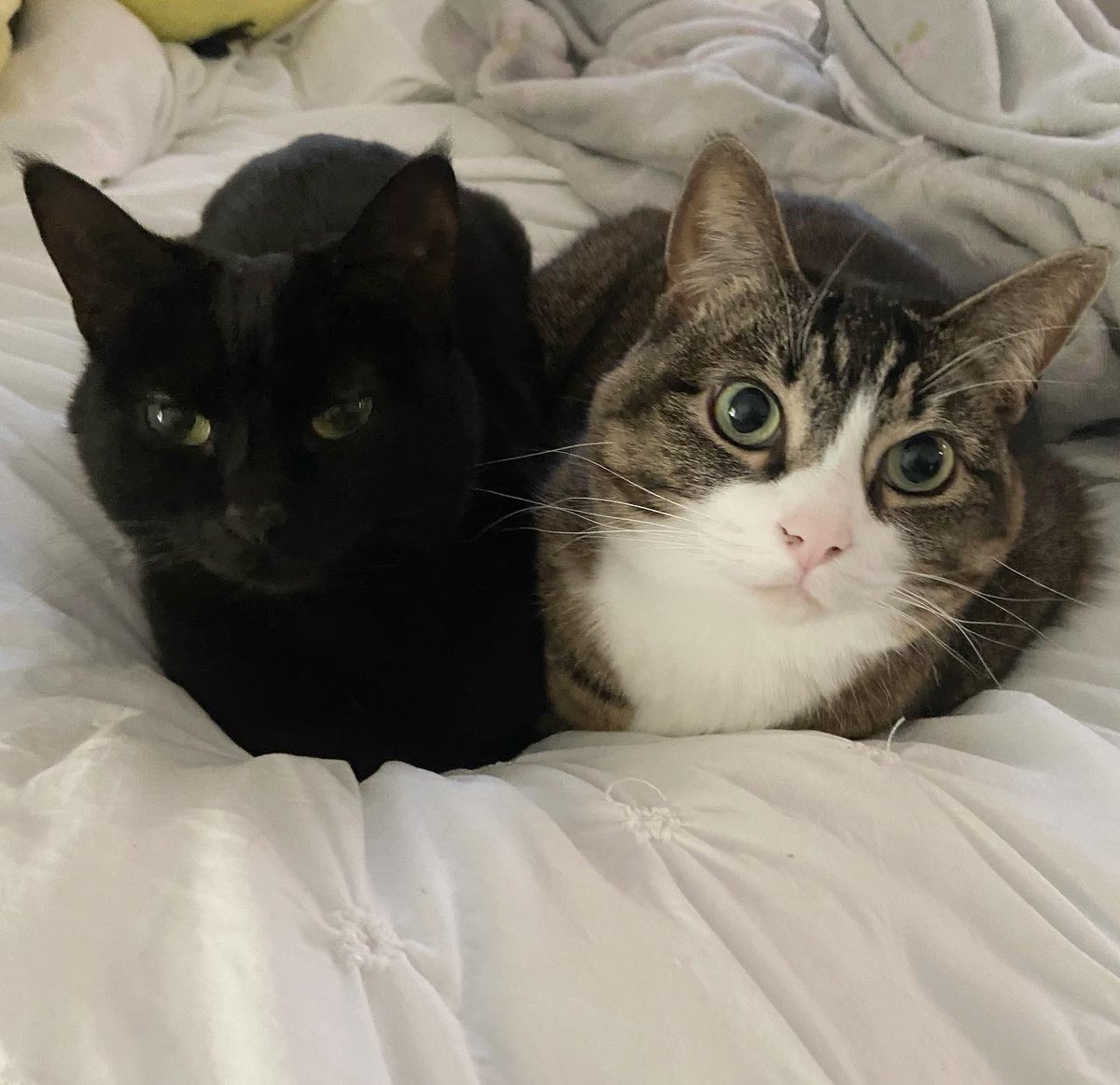 CokeZeroCat's tweet image. togethe