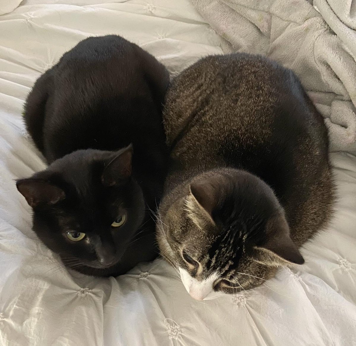 CokeZeroCat's tweet image. togethe