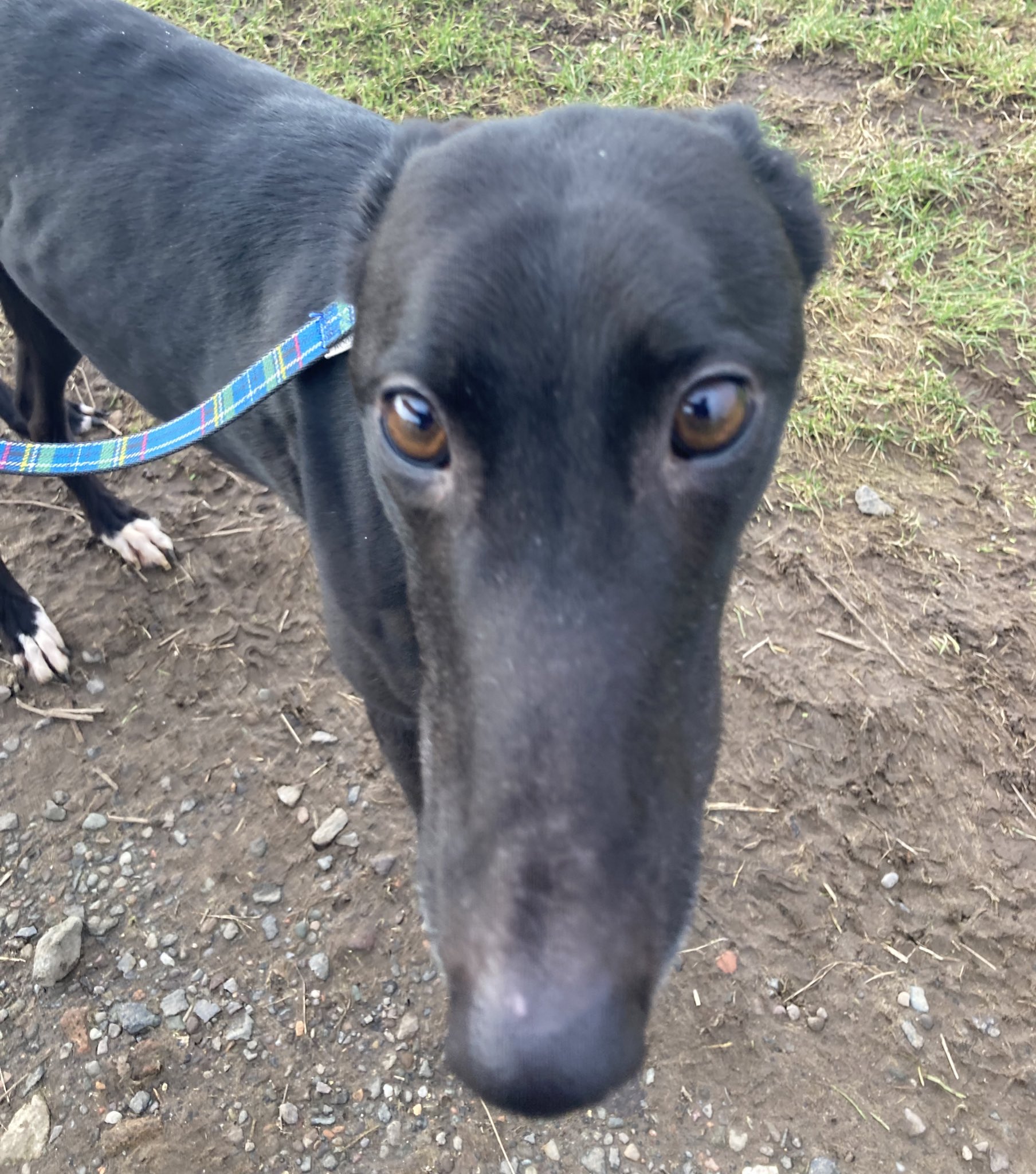 Greyhound Rescue Fife on Twitter "Sweet Lassie loves her walks with